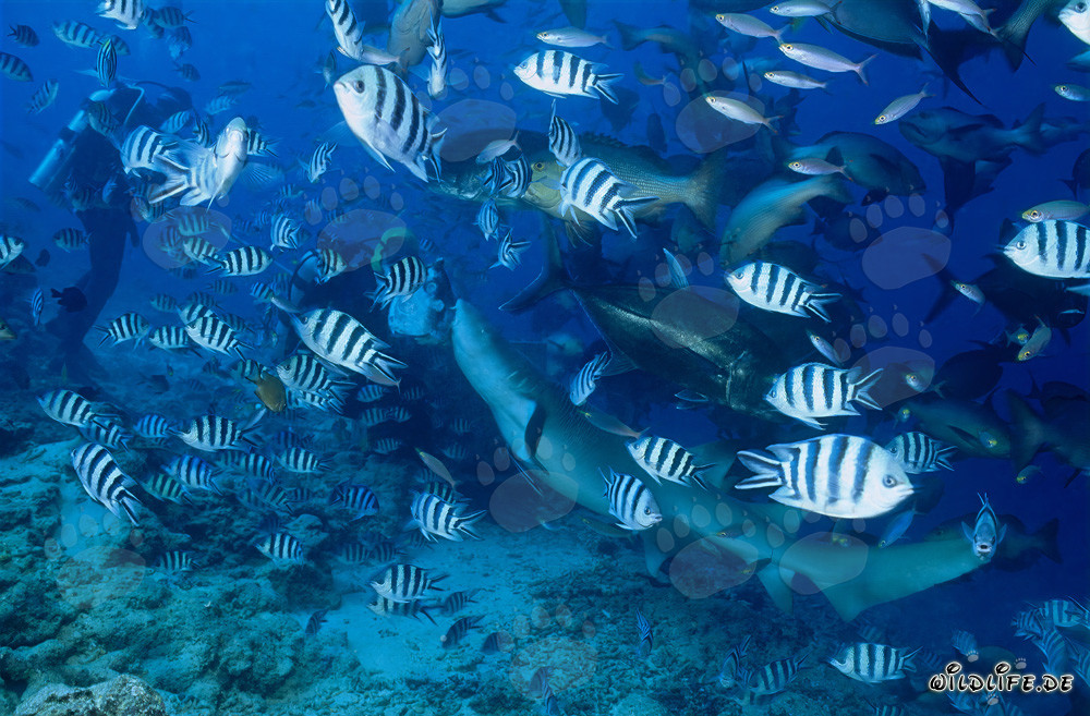 Fascinating Tawny Nurse Shark and brave Diver in Beqa Lagoon, Fiji