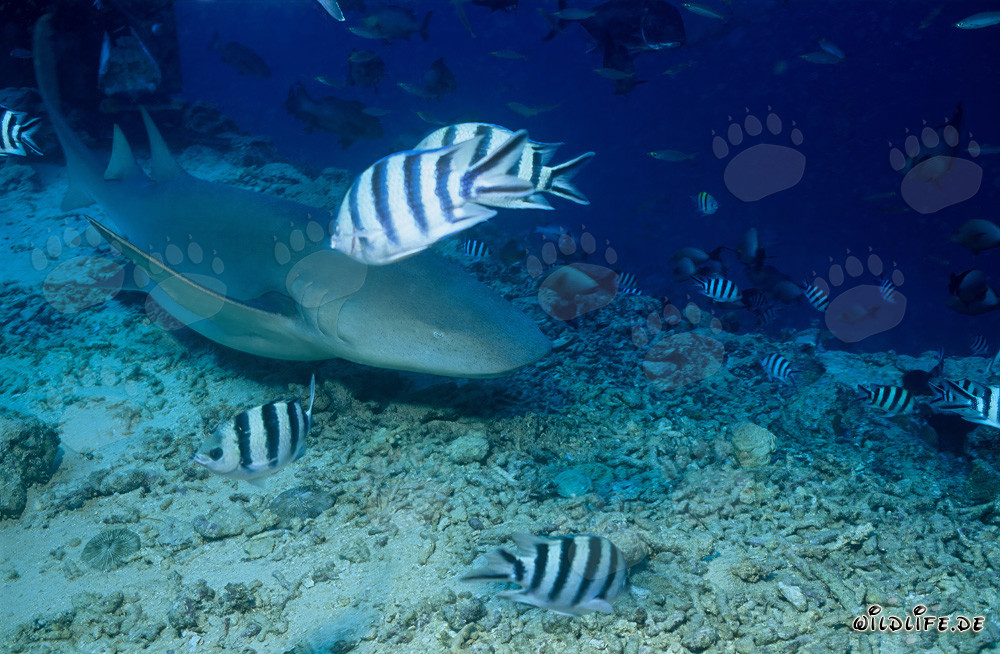Requin-nourrice commun sur le récif
