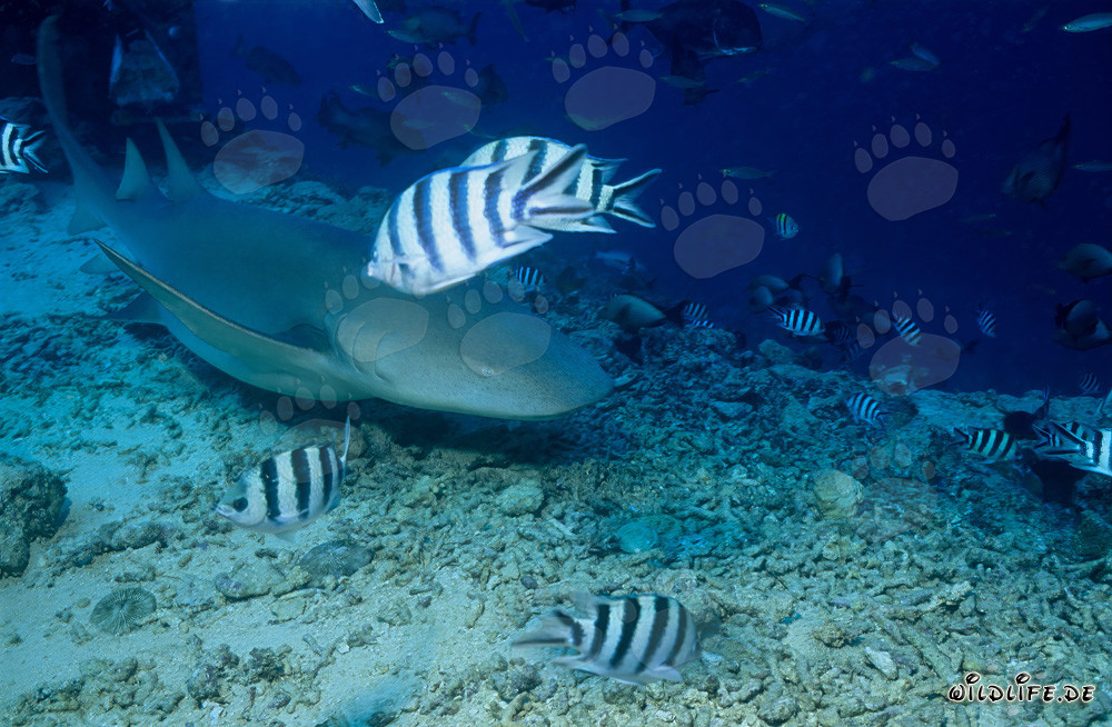 Squalo nutrice comune sulla barriera corallina