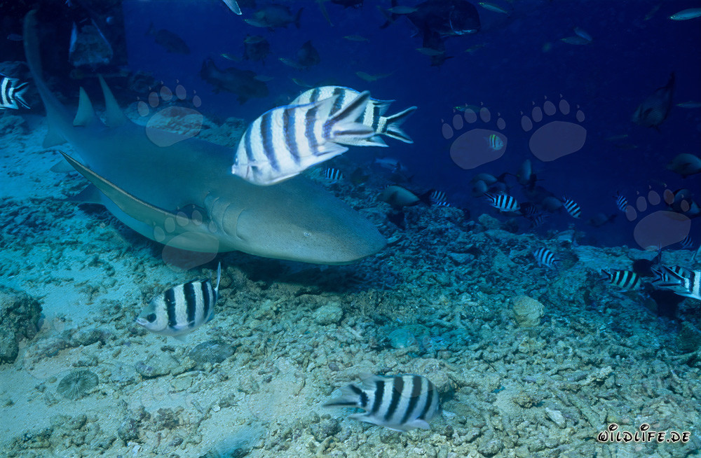 Tawny Nurse Shark on the Reef