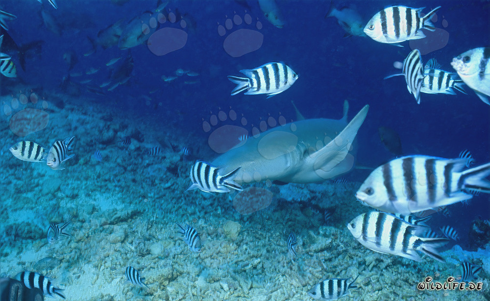 Tawny Nurse Shark with Scissortail Sergeants