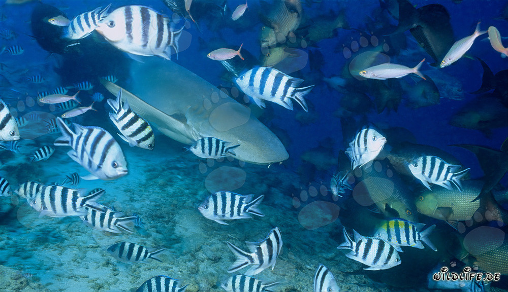 Gewöhnlicher Ammenhai und Rifffische