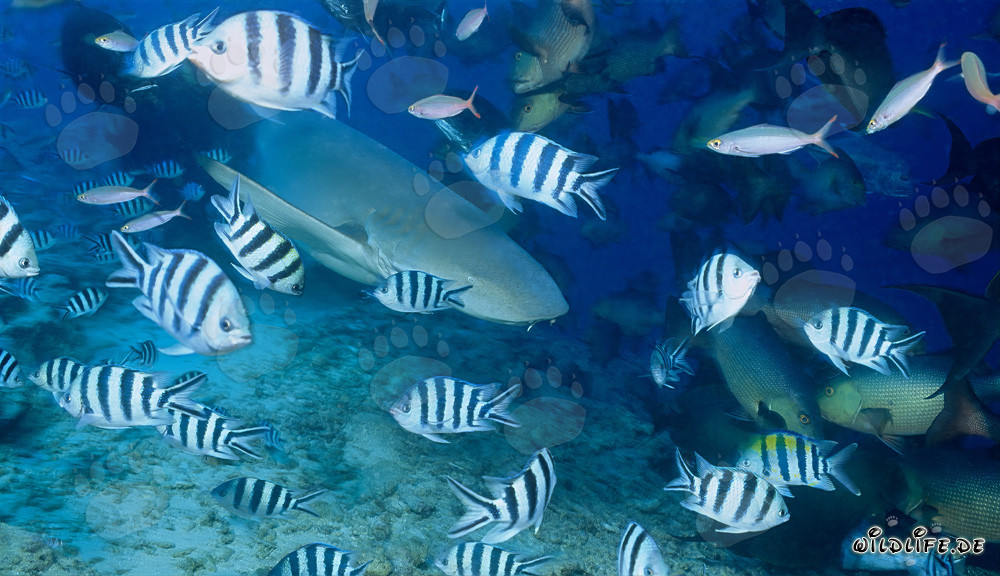 Requin nourrice ordinaire et poissons de récif