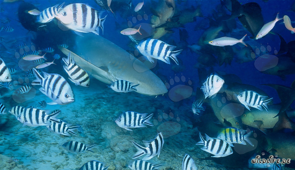 Squalo infermiere comune e pesci di barriera corallina