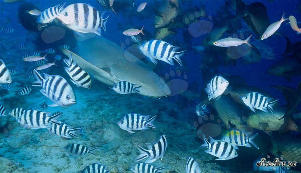 Tawny Nurse Shark and Reef Fish