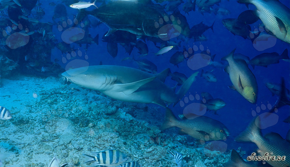 Gewöhnlicher Ammenhai am Shark Reef