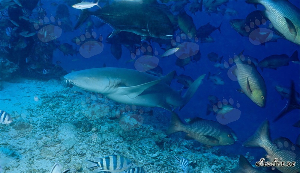 Requin-nourrice commun au Shark Reef