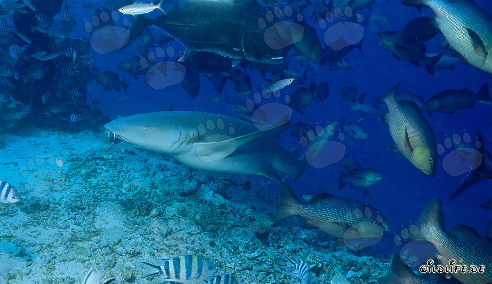 Squalo nutrice comune a Shark Reef