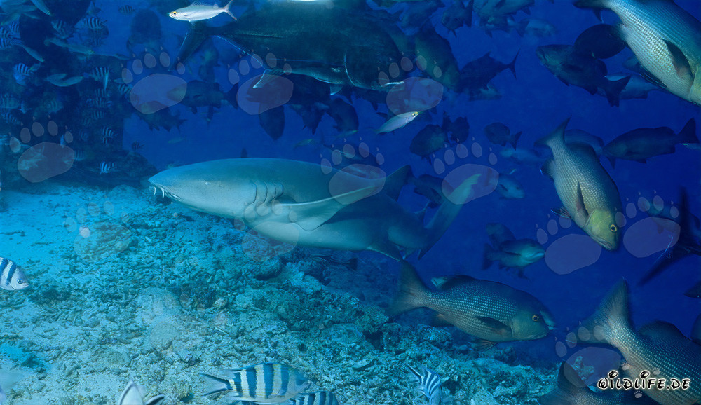 Tawny nurse shark on the reef