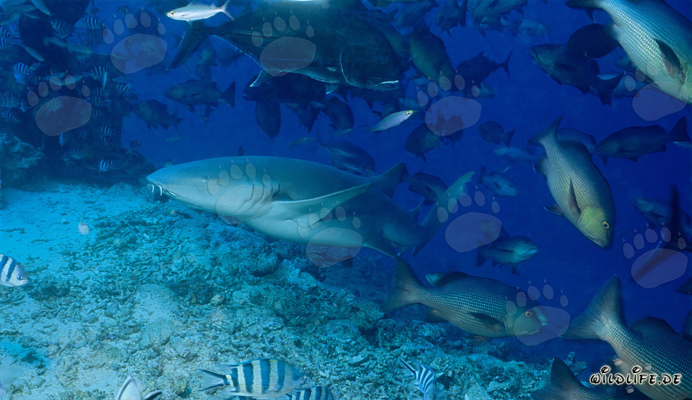 Tiburón nodriza común en Shark Reef