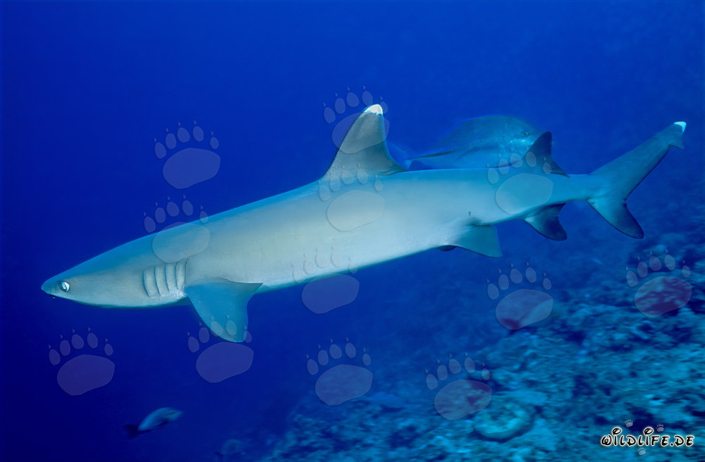 Requin à pointes blanches élégant explorant le récif coloré