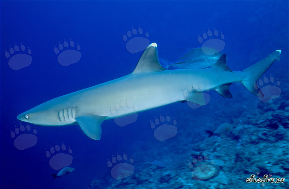 Elegant whitetip reef shark exploring the colorful reef