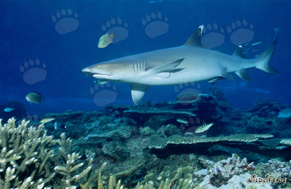 Élégant requin à pointes blanches dans les eaux de Beqa Lagoon, Fidji