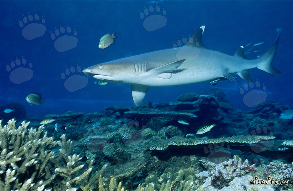 Elegante tiburón de arrecife de puntas blancas en las aguas de Beqa Lagoon, Fiji