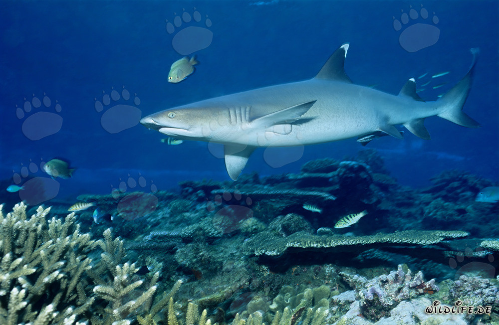 Graziöser Weissspitzen-Riffhai in den Gewässern von Beqa Lagoon, Fiji
