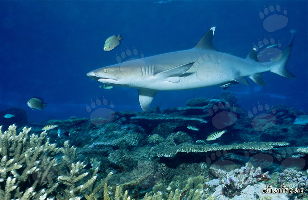 Graceful Whitetip Reef Shark in the Waters of Beqa Lagoon, Fiji