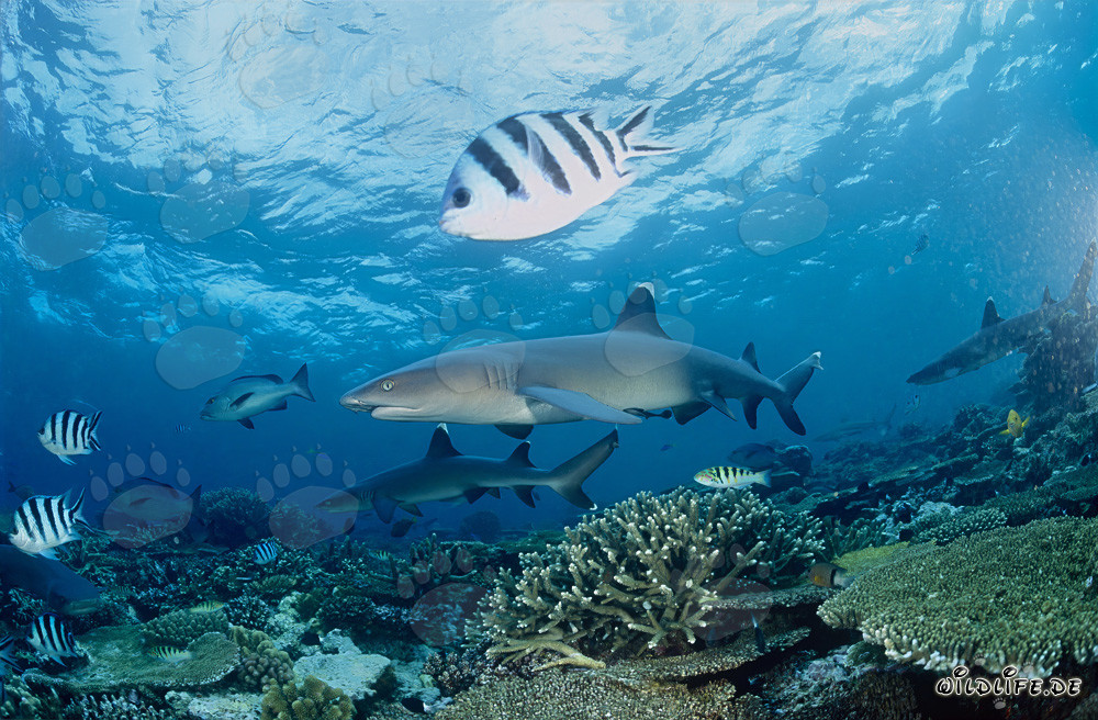 Affascinanti squali a punta bianca nelle acque di Beqa Lagoon, Figi