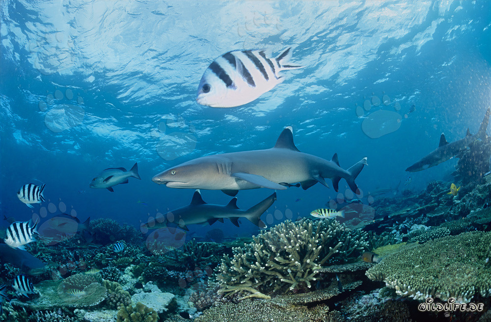 Fascinantes tiburones de punta blanca en las aguas de Beqa Lagoon, Fiji