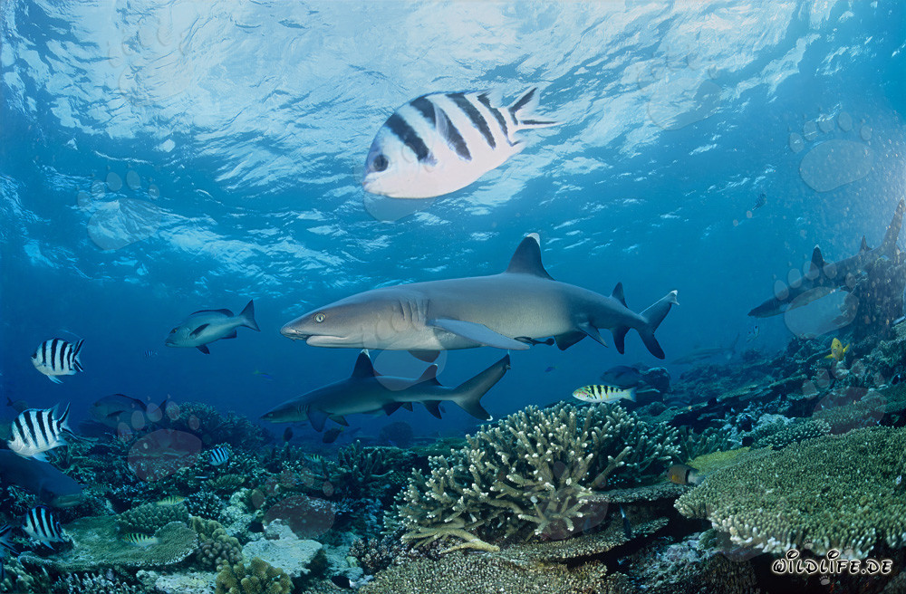 Faszinierende Weissspitzen-Riffhaie in den Gewässern von Beqa Lagoon, Fiji
