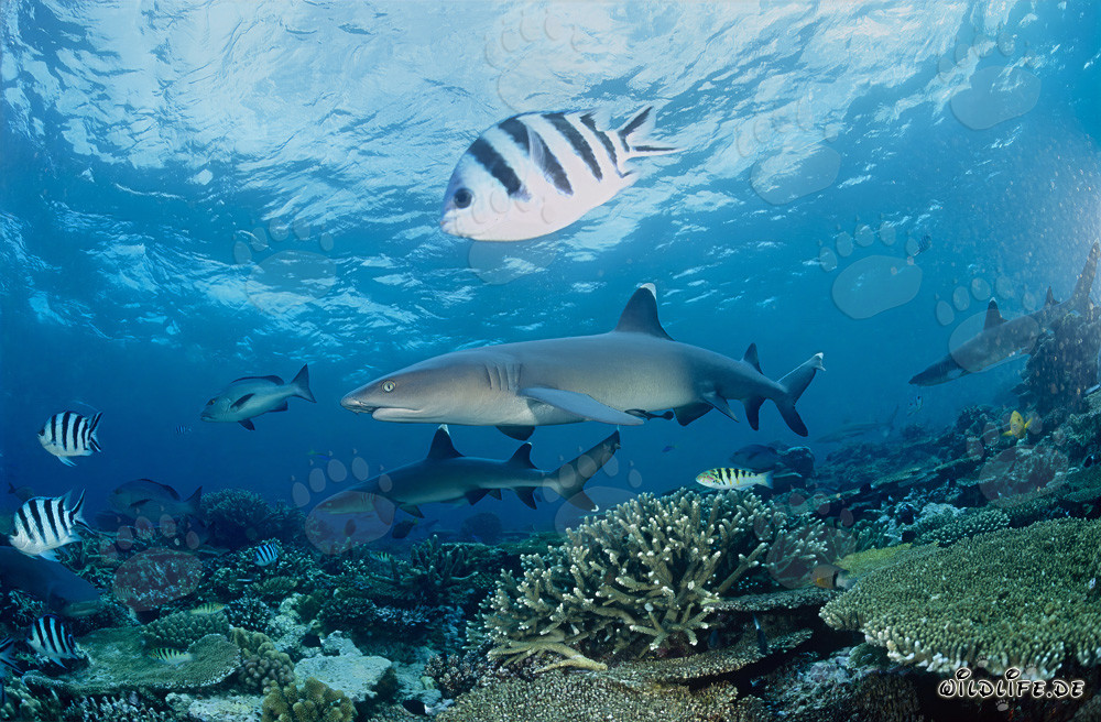 Fascinating Whitetip Reef Sharks in the Waters of Beqa Lagoon, Fiji
