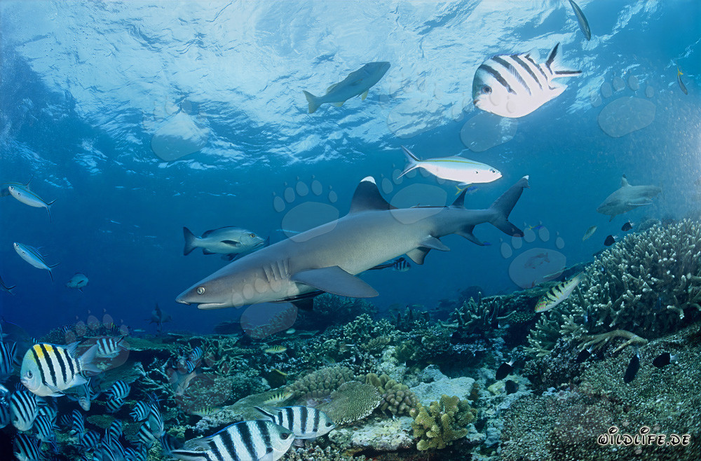 Requin à pointes blanches nage majestueusement sur le récif coloré aux Fidji