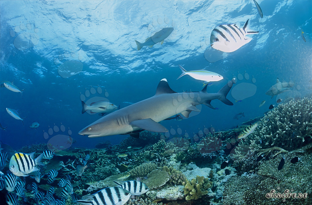 Tiburón de arrecife de puntas blancas nada majestuosamente en el colorido arrecife en Fiji