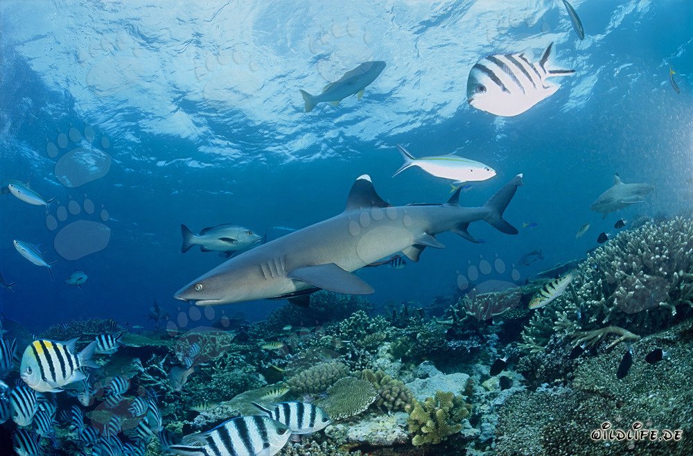 Weissspitzen-Riffhai schwimmt majestätisch am farbenfrohen Riff in Fiji