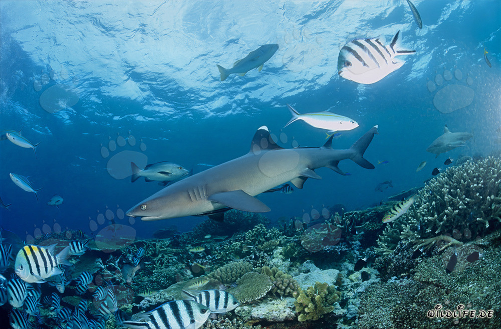 Whitetip reef shark gracefully swimming by the colorful reef in Fiji