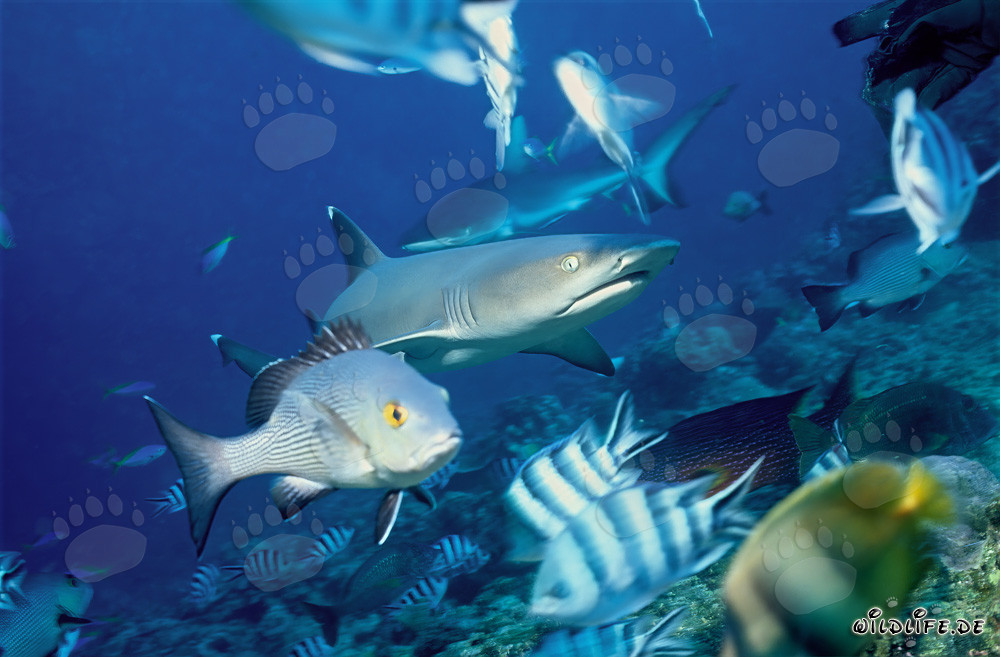 Fascinating Whitetip Reef Shark Surrounded by Tropical Fish