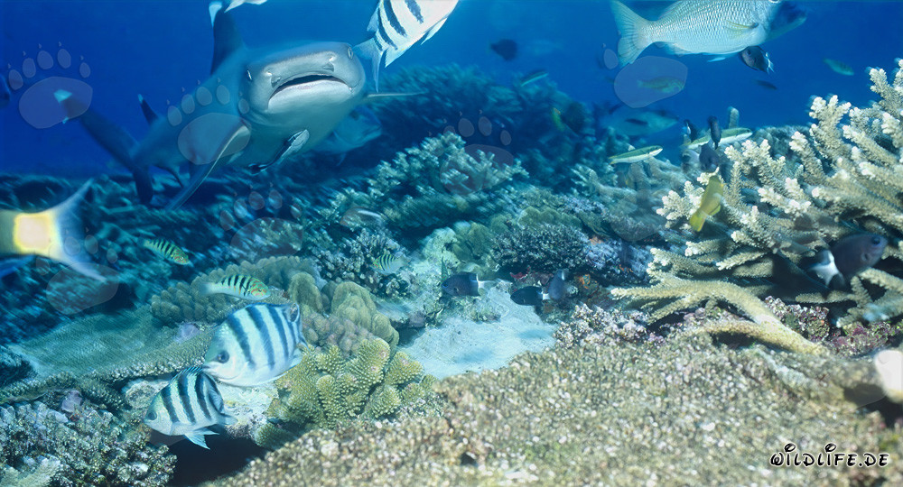 Requin de récif à pointes blanches fascinant dans les eaux claires du récif