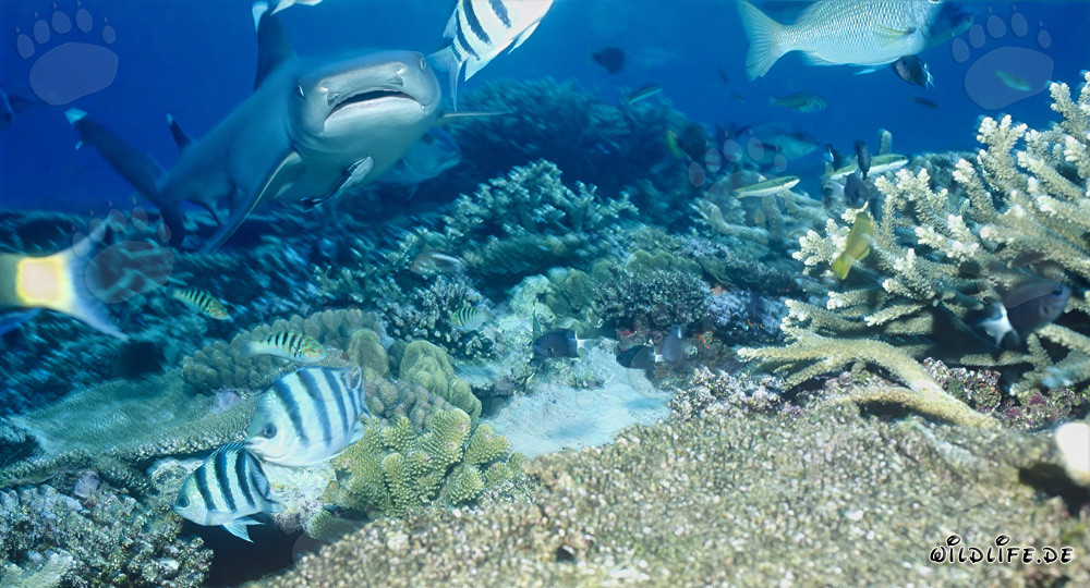 Affascinante squalo pinna bianca nelle acque cristalline della barriera corallina