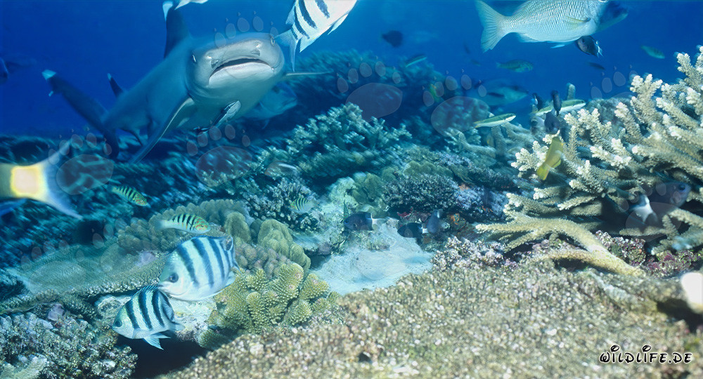Fascinante tiburón de arrecife de puntas blancas en aguas claras del arrecife