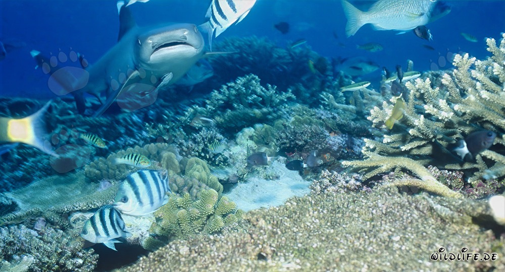 Fascinating Whitetip Reef Shark in the Clear Waters of the Reef