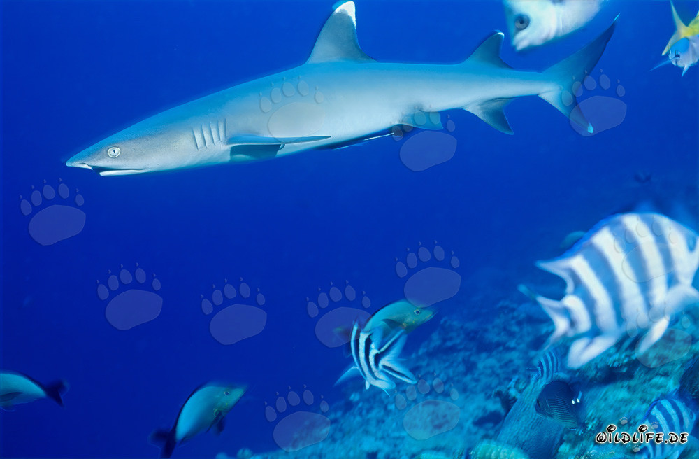 Graceful Whitetip Reef Shark Glides Majestically Along the Reef