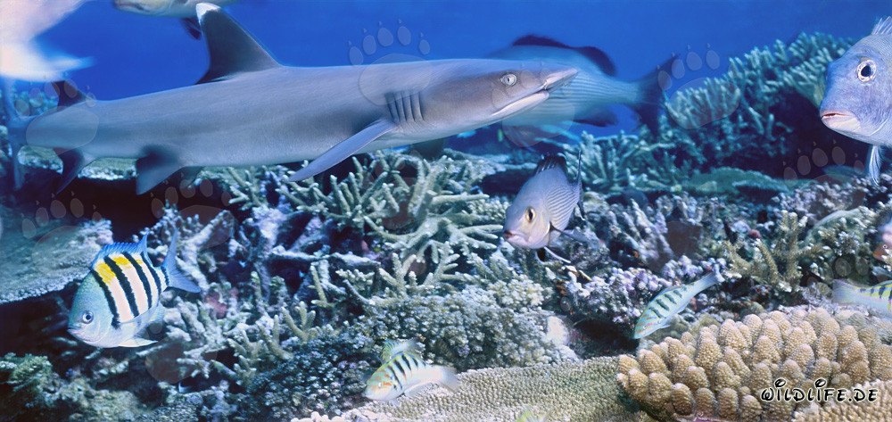 Fascinant requin à pointes blanches dans un récif corallien clair