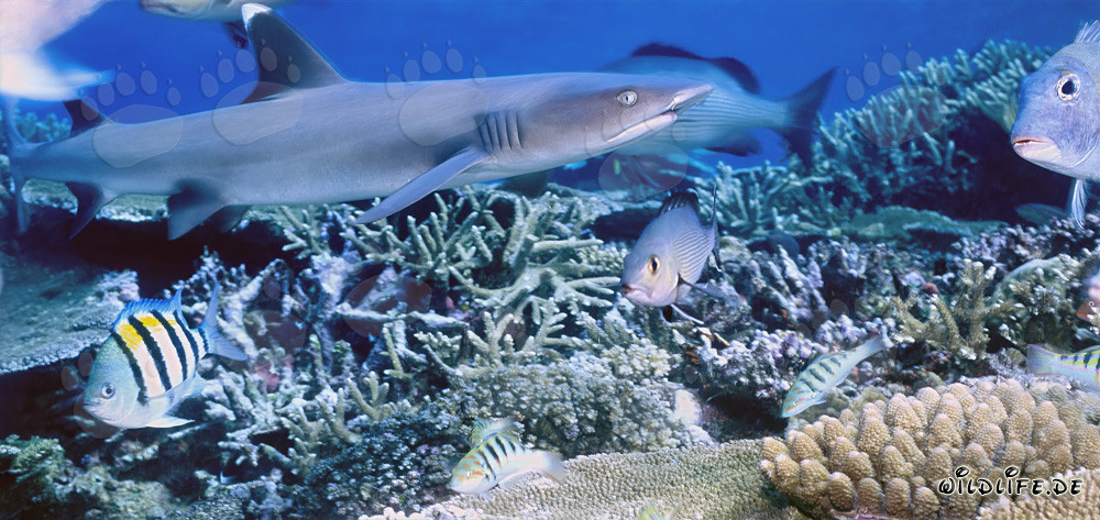Affascinante squalo pinna bianca in un chiaro reef di corallo