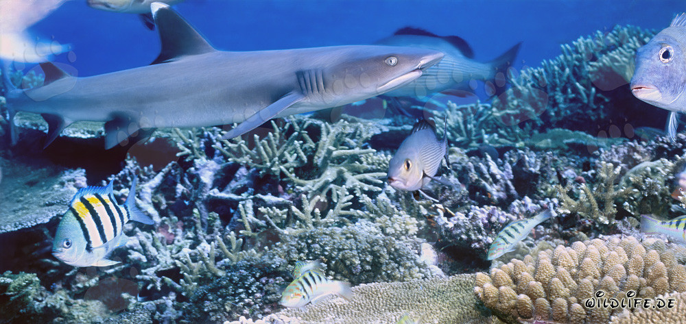 Fascinante tiburón de puntas blancas en un arrecife de coral claro