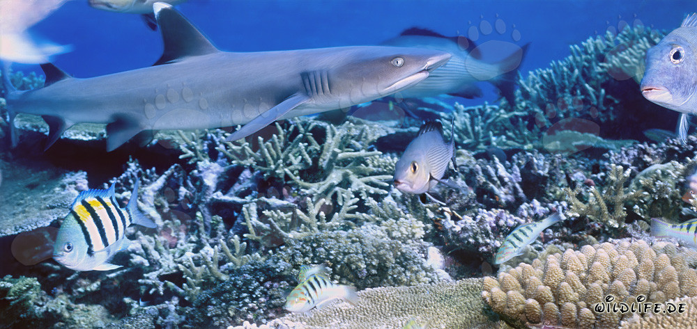 Fascinating Whitetip Reef Shark in Clear Coral Reef