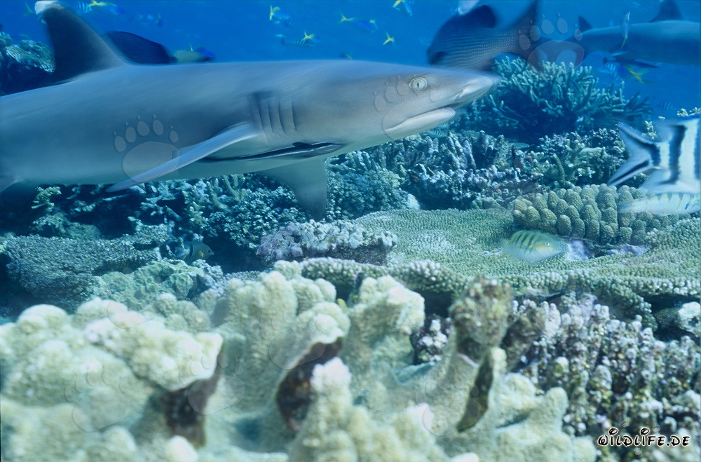 Requin à pointes blanches fascinant dans les eaux de Fidji