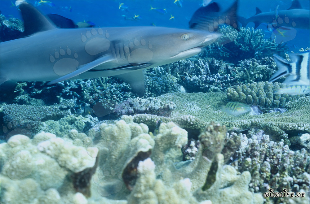Fascinante tiburón punta blanca en las aguas de Fiji