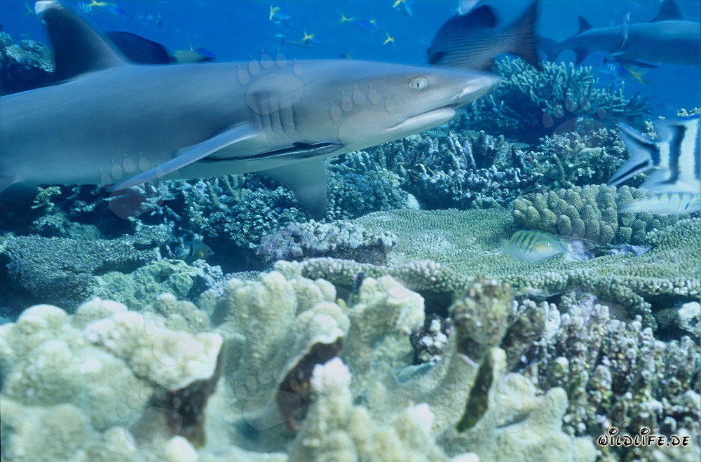 Faszinierender Weissspitzen-Riffhai in den Gewässern von Fiji