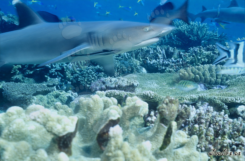 Fascinating Whitetip Reef Shark in the Waters of Fiji