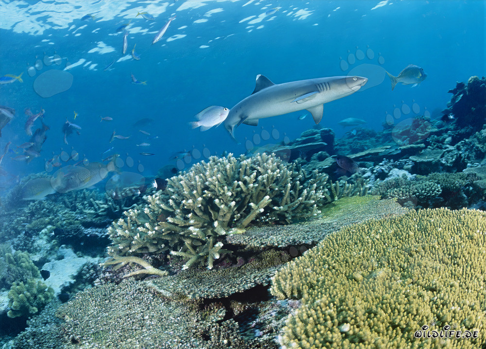 Requin à pointes blanches élégant nage le long d'un récif coloré
