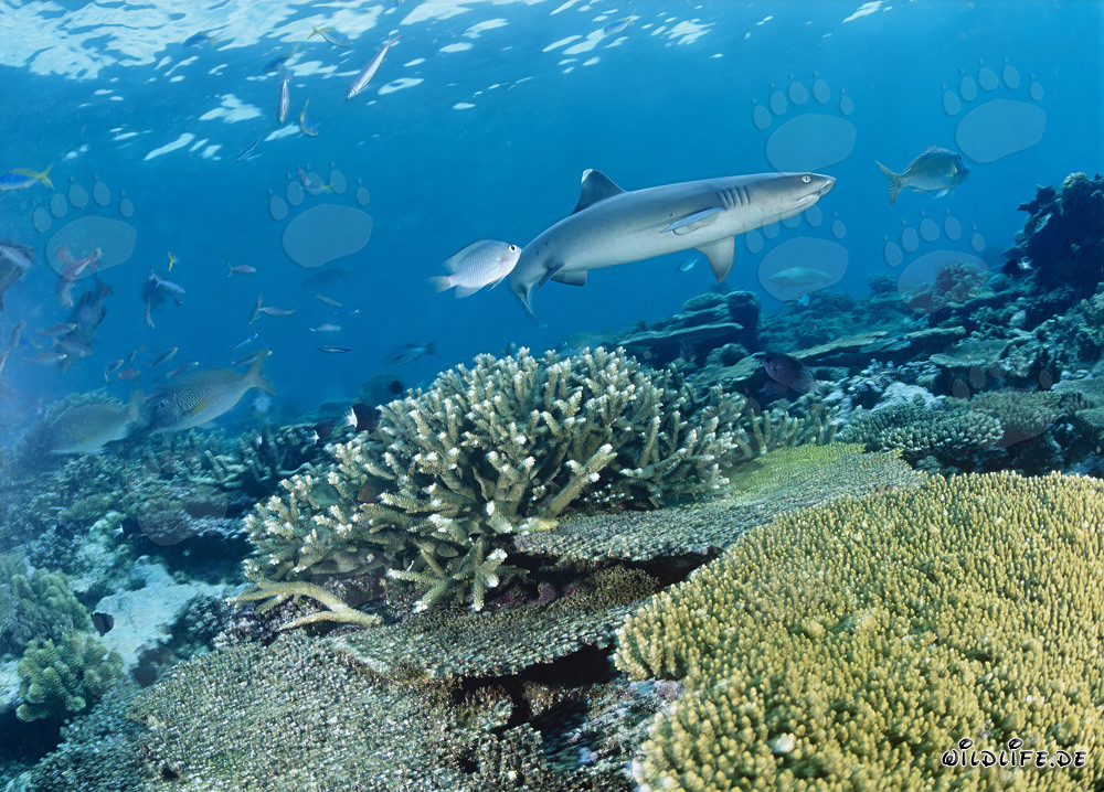 Elegante squalo pinna bianca nuota lungo un colorato reef