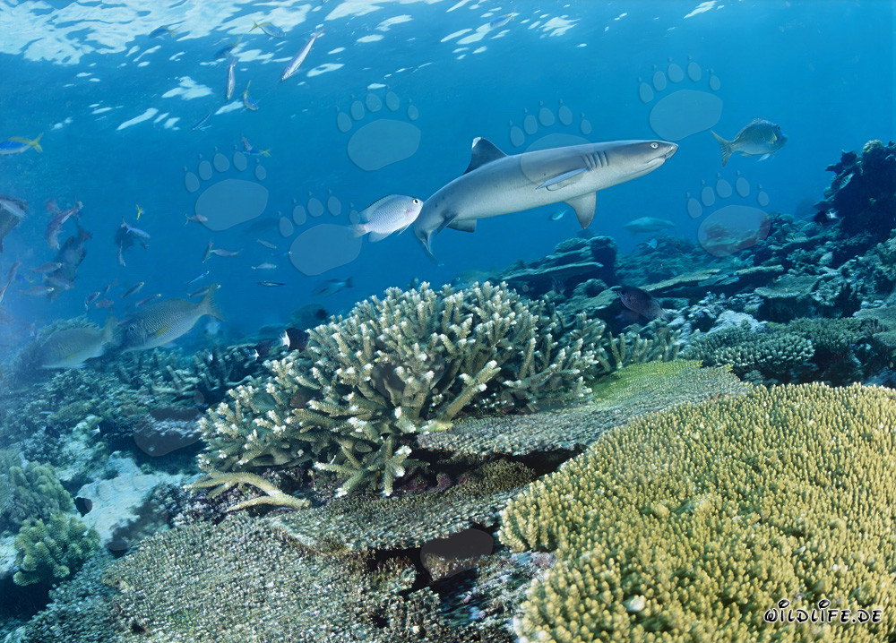 Elegant whitetip reef shark swimming along a colorful reef