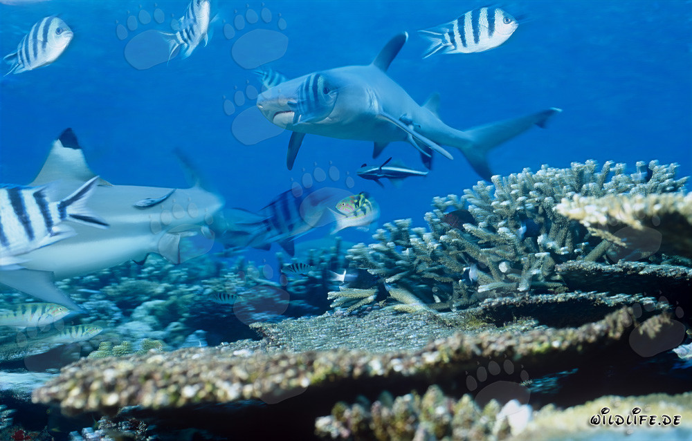 Requin à pointes blanches élégant nage dans les eaux claires de la lagune de Beqa, Fidji