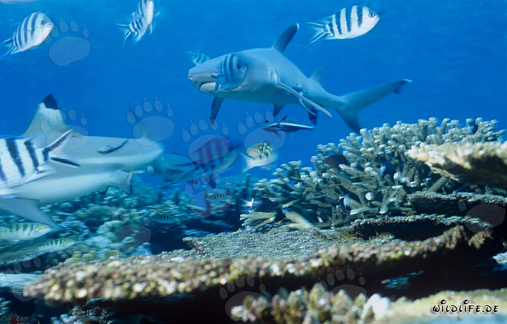 Elegante tiburón punta blanca nada en las aguas claras de la laguna de Beqa, Fiji