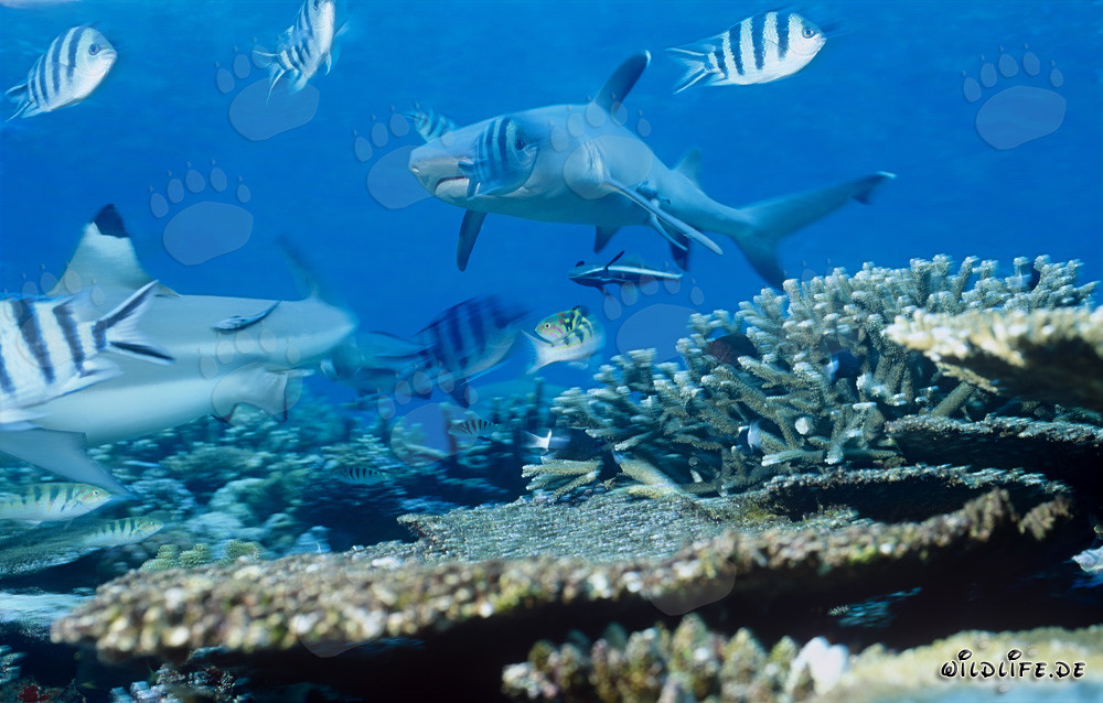 Eleganter Weissspitzen-Riffhai schwimmt im klaren Wasser der Beqa Lagune, Fiji