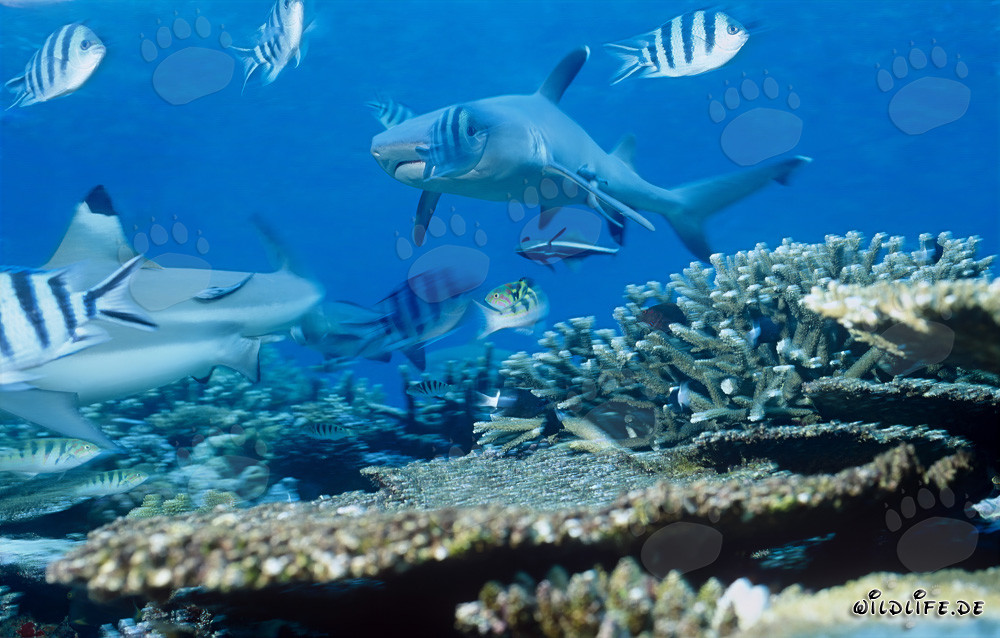 Elegant Whitetip Reef Shark swimming in the clear waters of Beqa Lagoon, Fiji