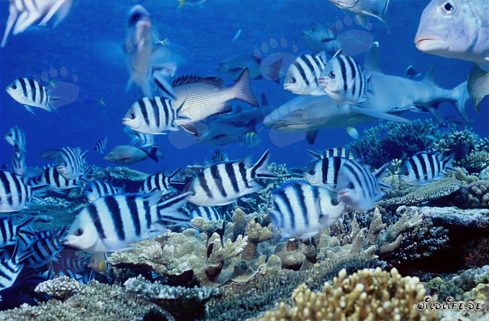 Affascinante squalo a punte bianche con sergenti e pesci corallini